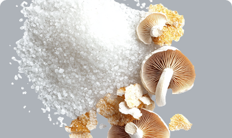 Mushrooms on a gray background